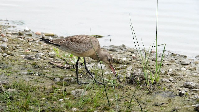 Hudsonian Godwit - ML606694901