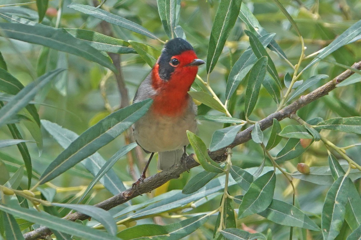 Red-faced Warbler - George Chapman