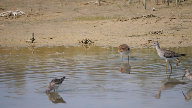 Lesser Yellowlegs - ML606695081