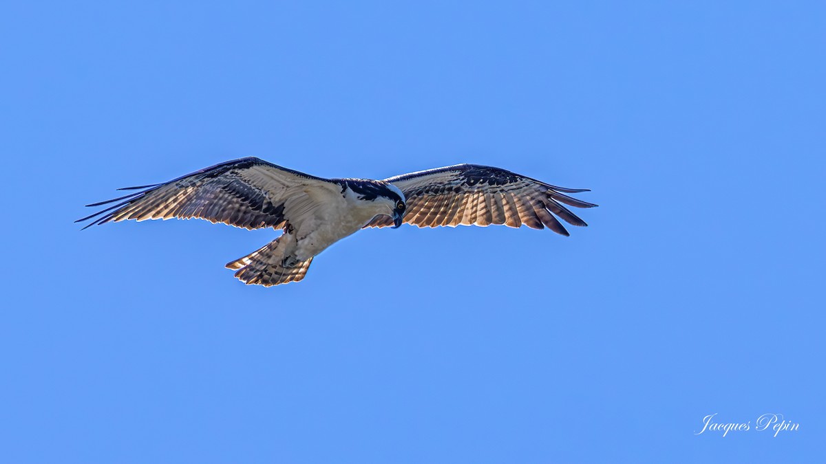 Águila Pescadora - ML606695201