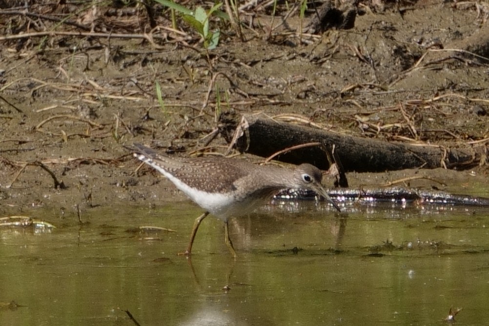 Solitary Sandpiper - Anonymous User