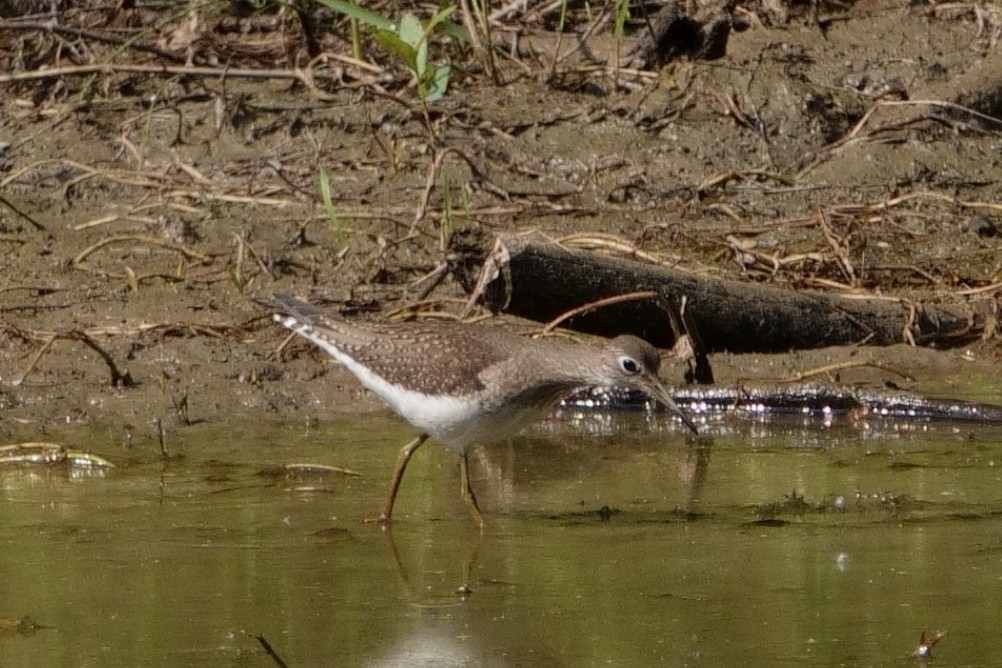 Solitary Sandpiper - ML606695581