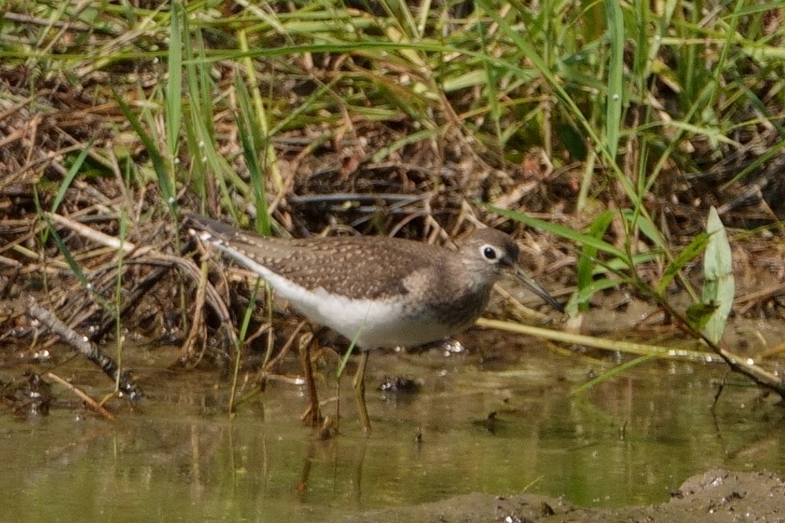 Solitary Sandpiper - Anonymous User