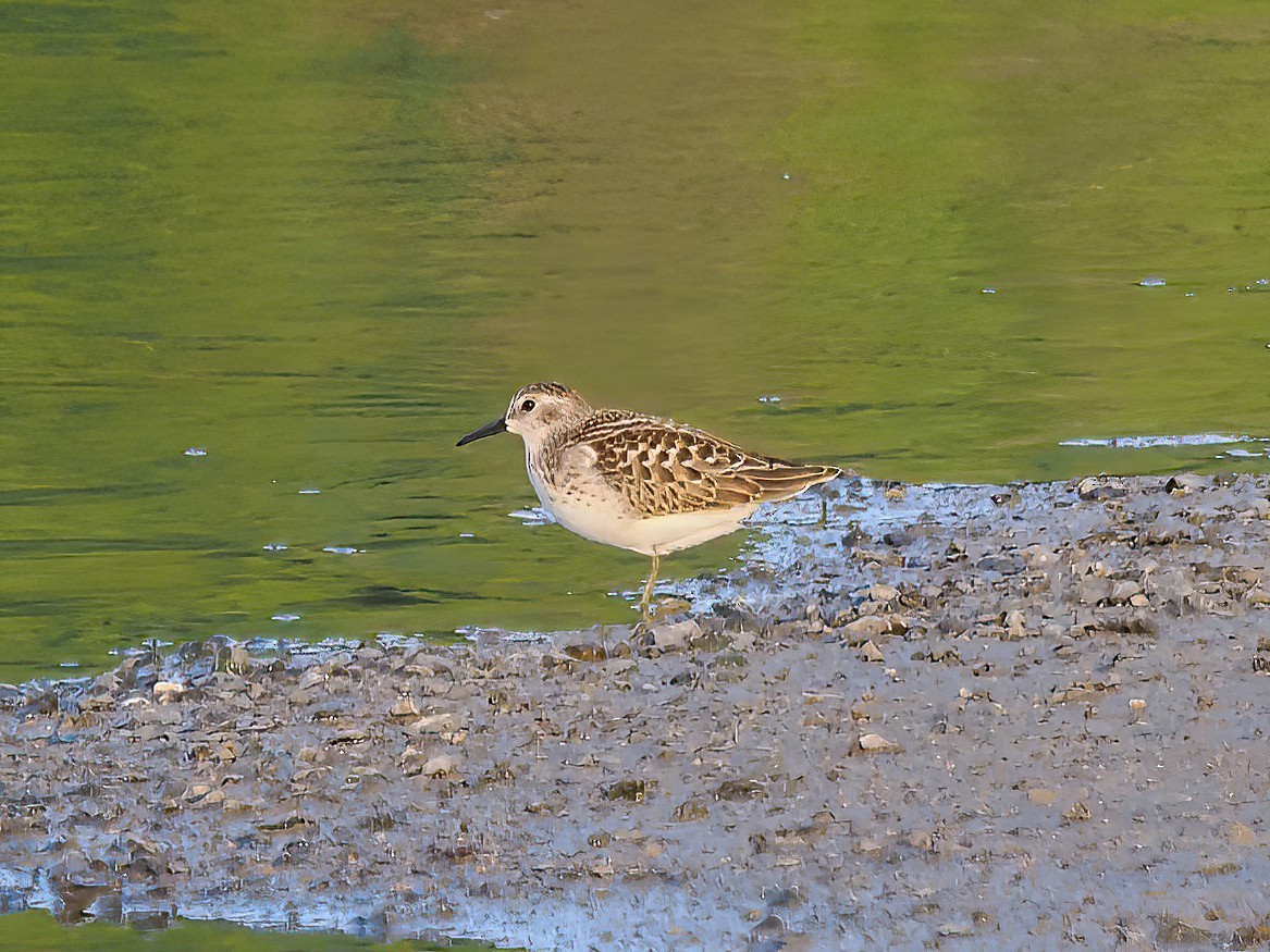 Least Sandpiper - ML606695781