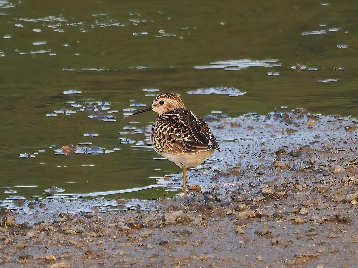 Least Sandpiper - ML606695791