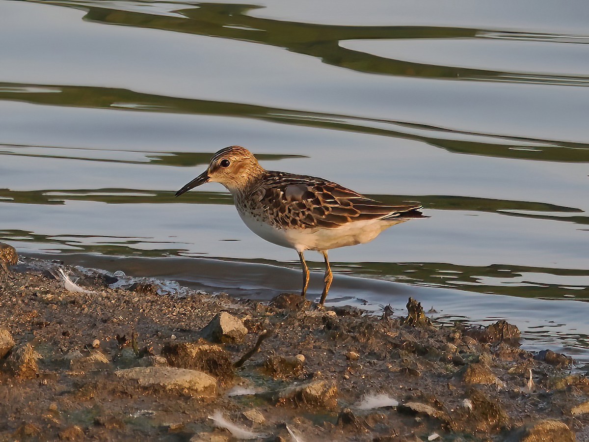 Least Sandpiper - ML606695801
