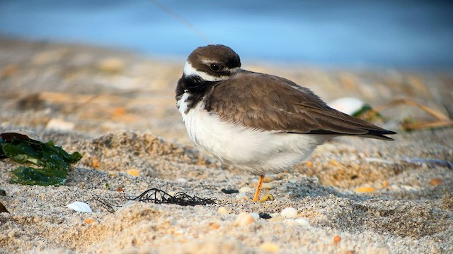 Semipalmated Plover - ML606696811