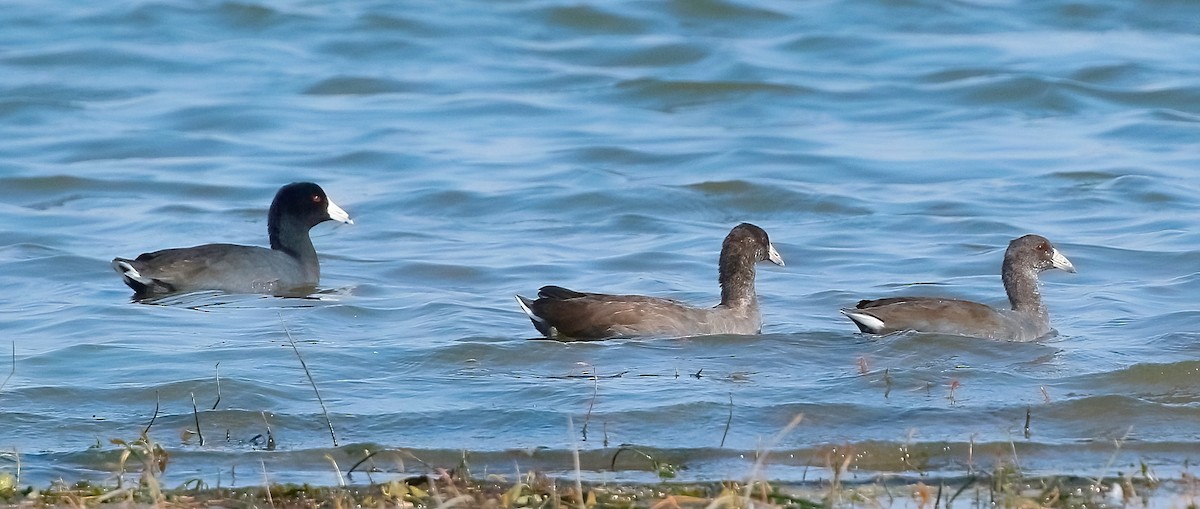 American Coot - ML606696951