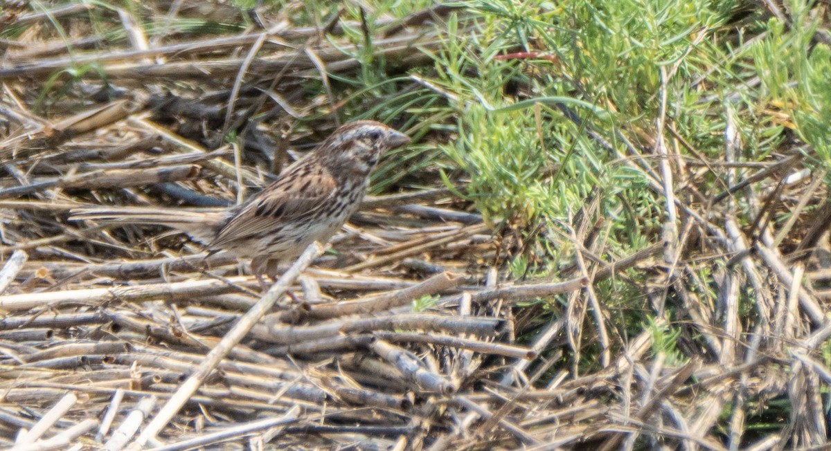 Song Sparrow - ML606697391