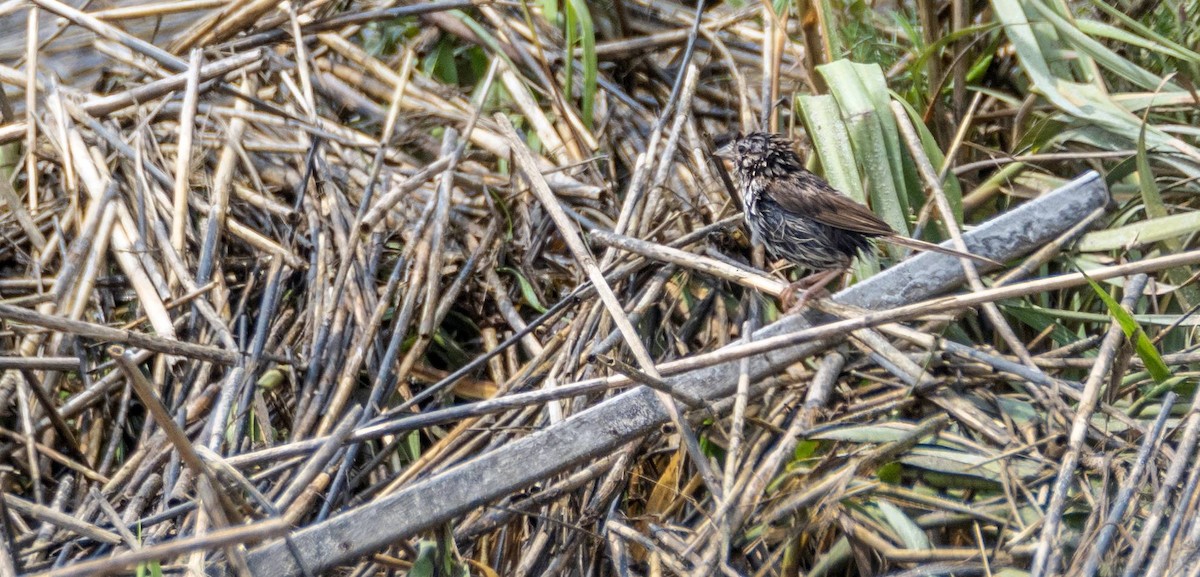 Song Sparrow - ML606697411