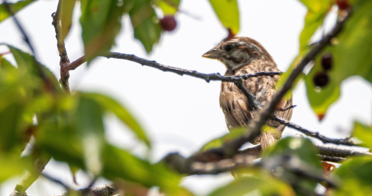 Song Sparrow - ML606697421