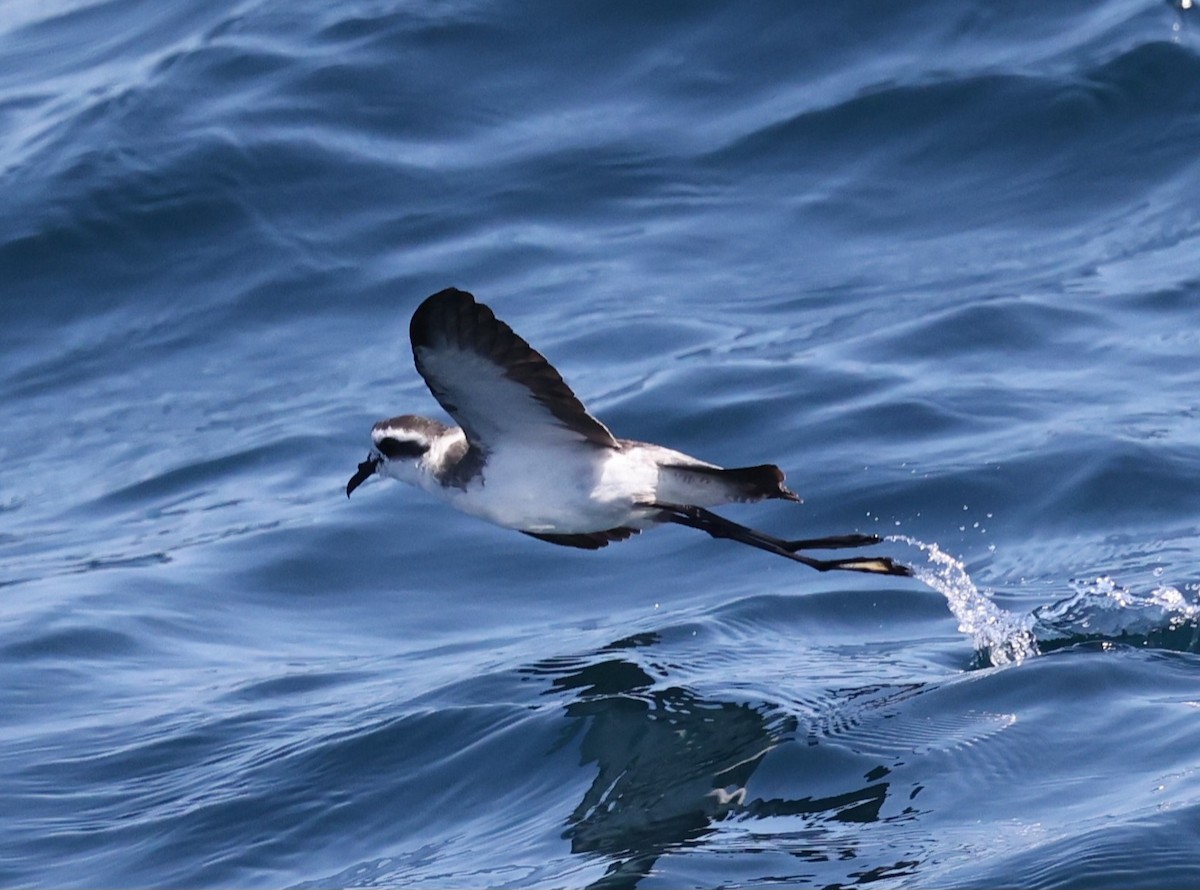 White-faced Storm-Petrel - ML606698311