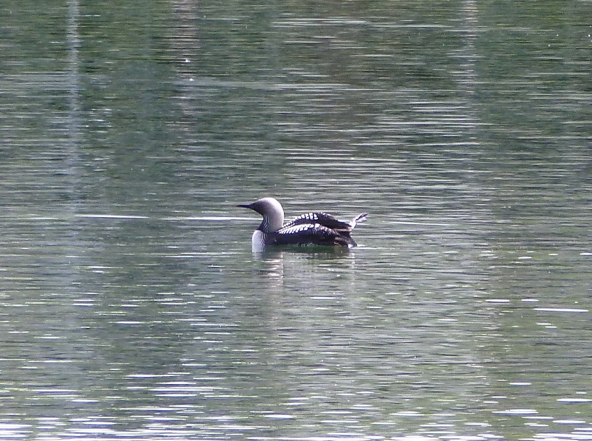 Pacific Loon - R Green