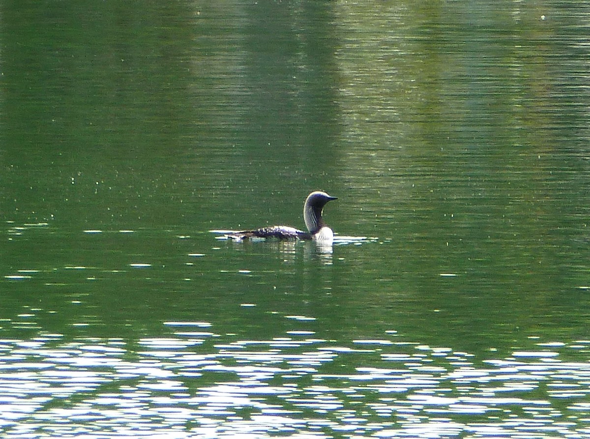 Pacific Loon - ML60669981