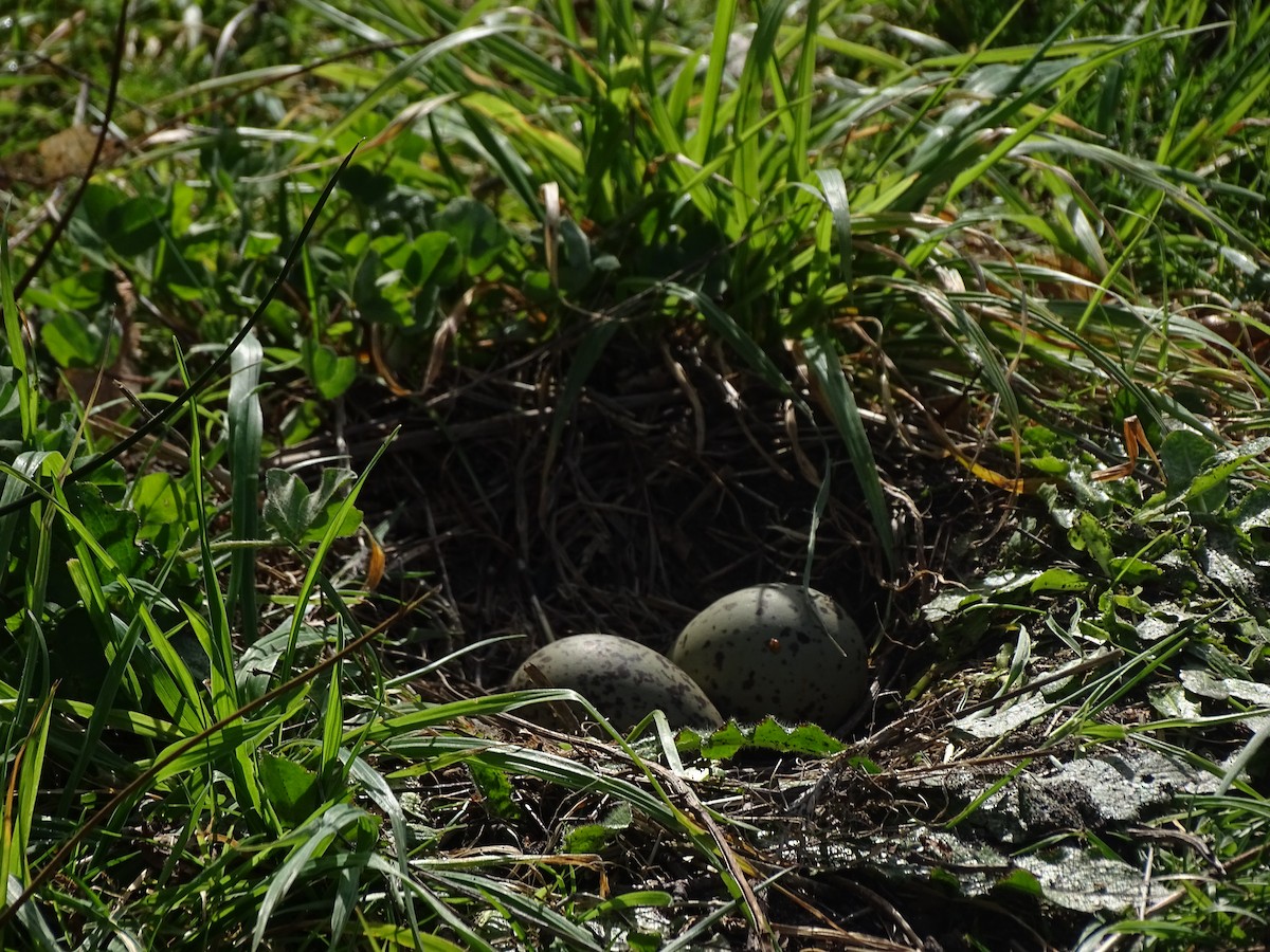 Southern Lapwing - ML606700571