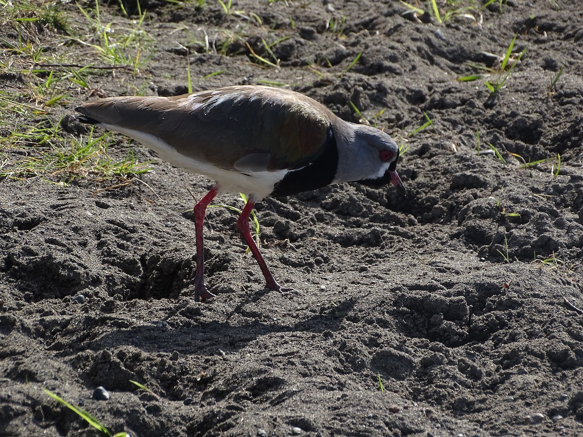 Southern Lapwing - ML606700641