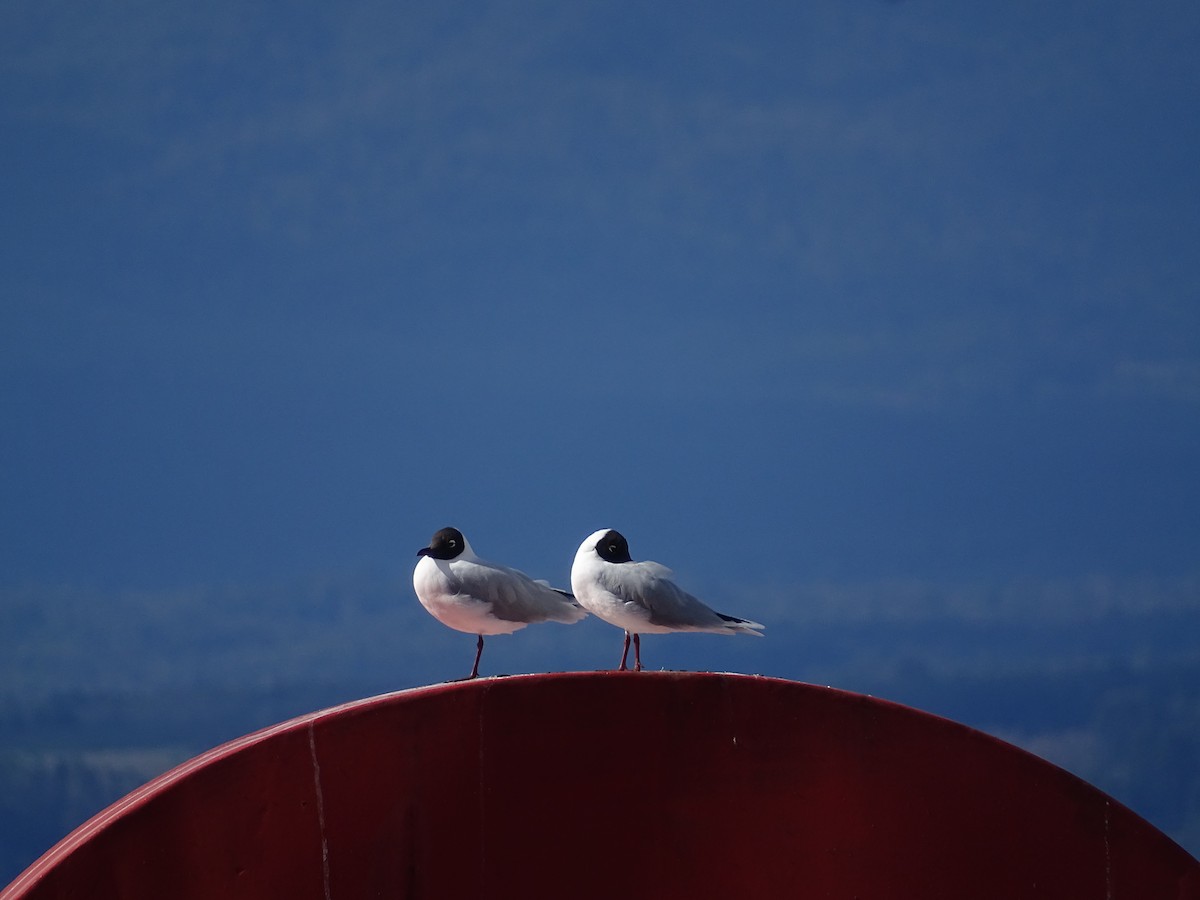 Brown-hooded Gull - ML606700721