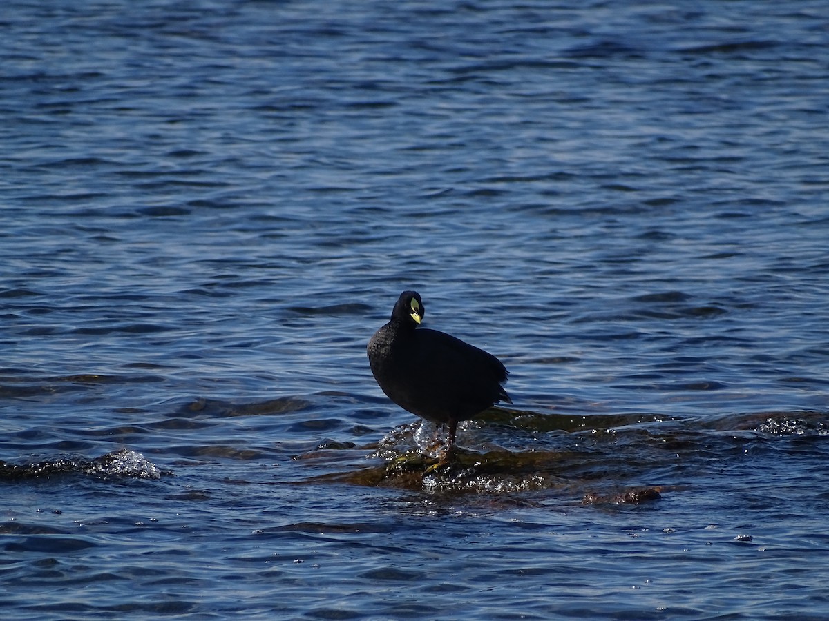 Red-gartered Coot - ML606700831