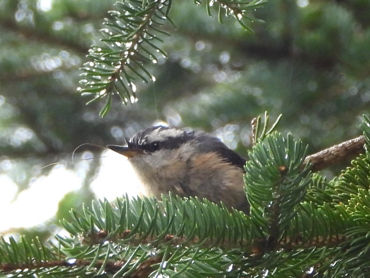 Red-breasted Nuthatch - ML606701031