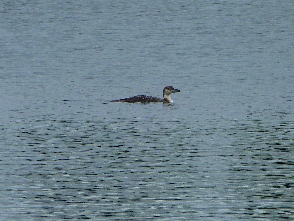 Common Loon - ML60670151