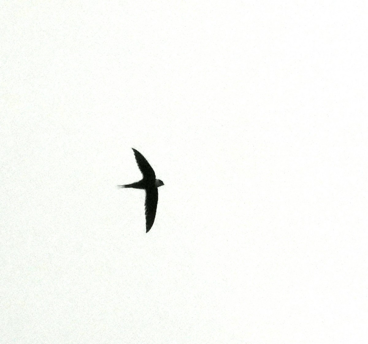 Great Swallow-tailed Swift - ML606701901