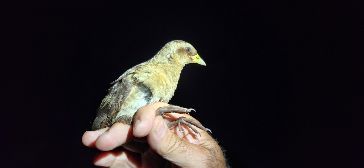 Yellow Rail - Christine Lepage