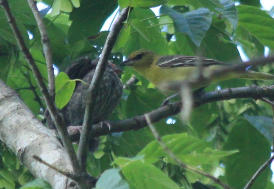 Orchard Oriole - ML60670241