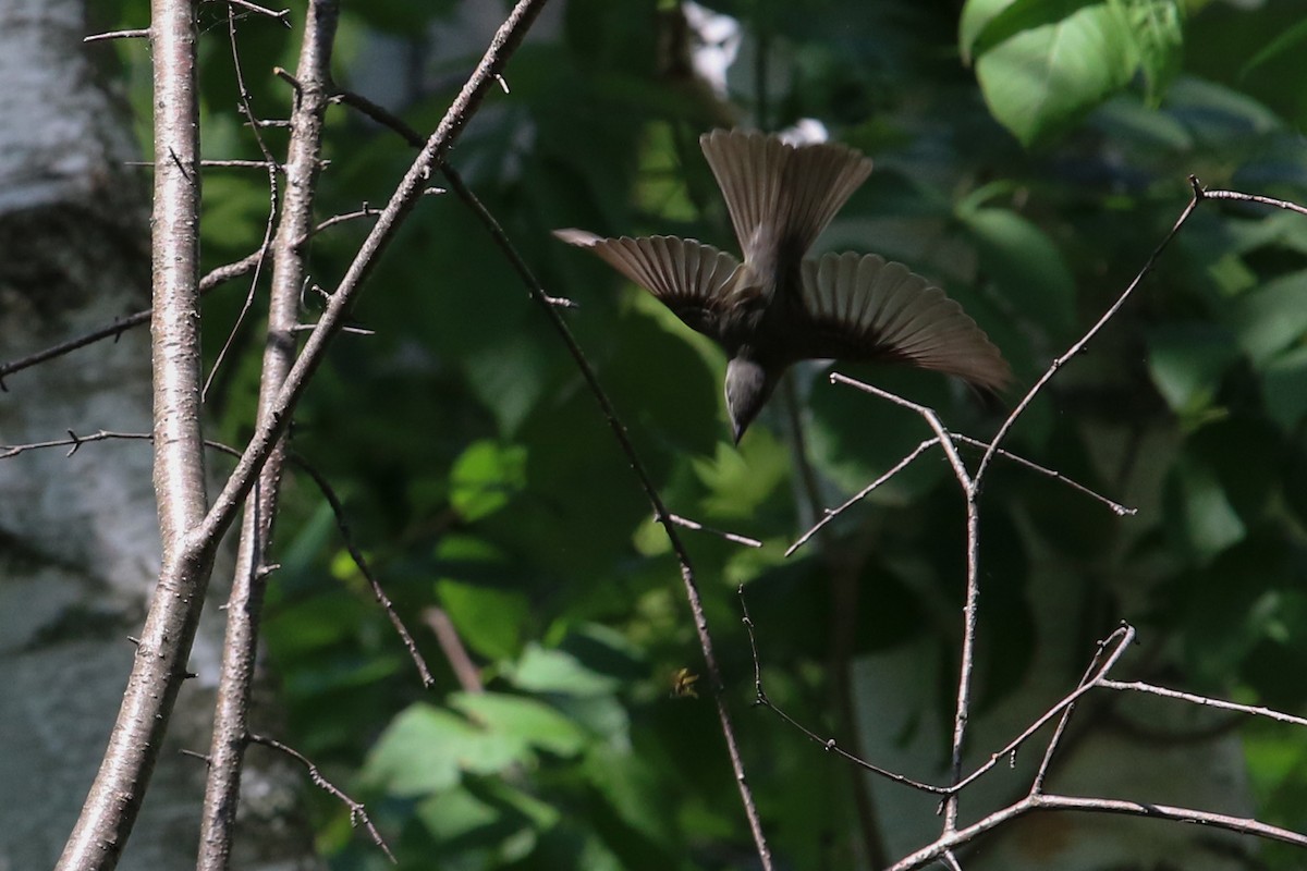 Eastern Wood-Pewee - Myriam Berube