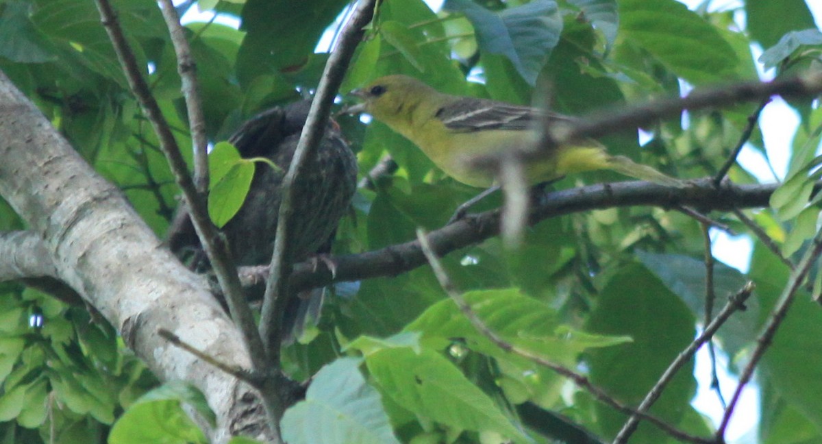 Orchard Oriole - ML60670251