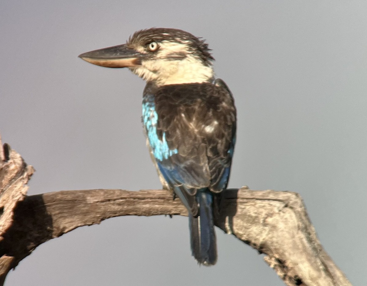 Blue-winged Kookaburra - David Tomb