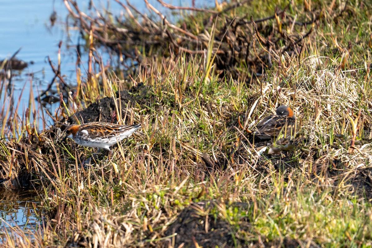 Red-necked Phalarope - ML606703221