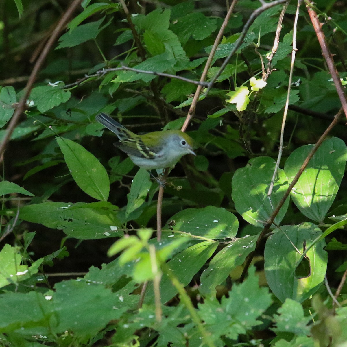 Chestnut-sided Warbler - Myriam Berube