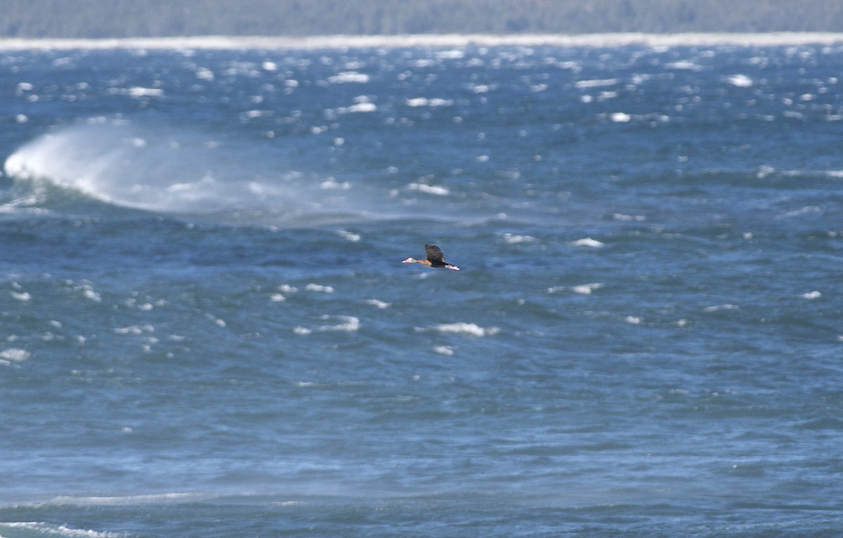 Black-bellied Whistling-Duck - ML60670331