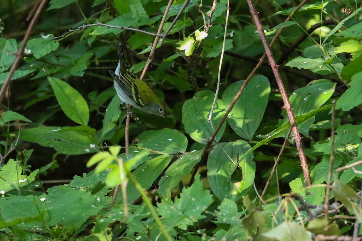 Chestnut-sided Warbler - Myriam Berube