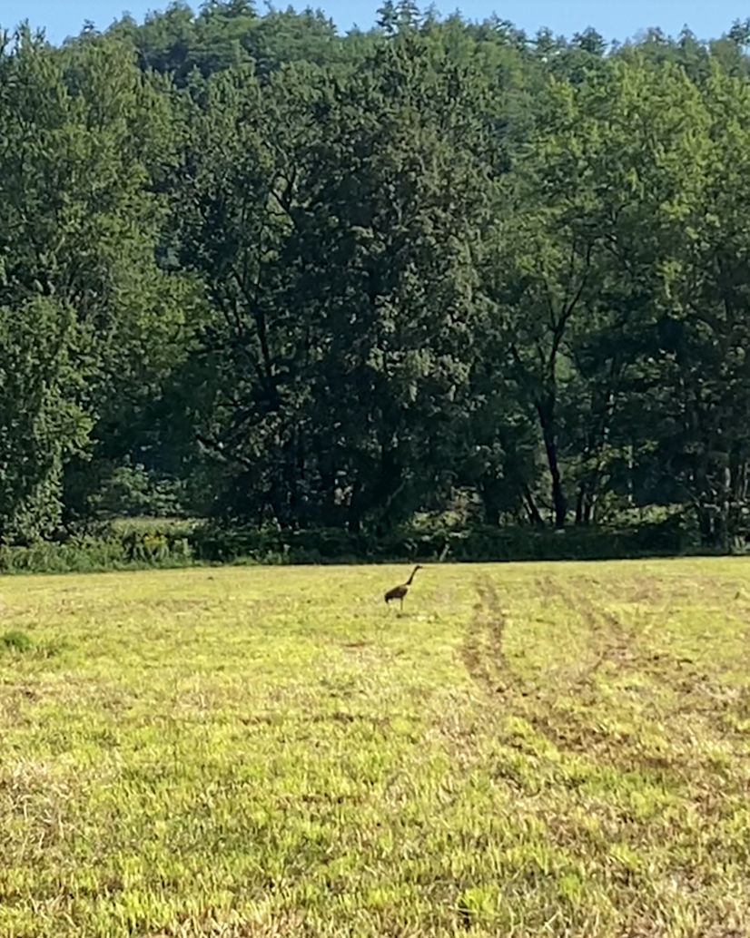 Sandhill Crane - ML606703341