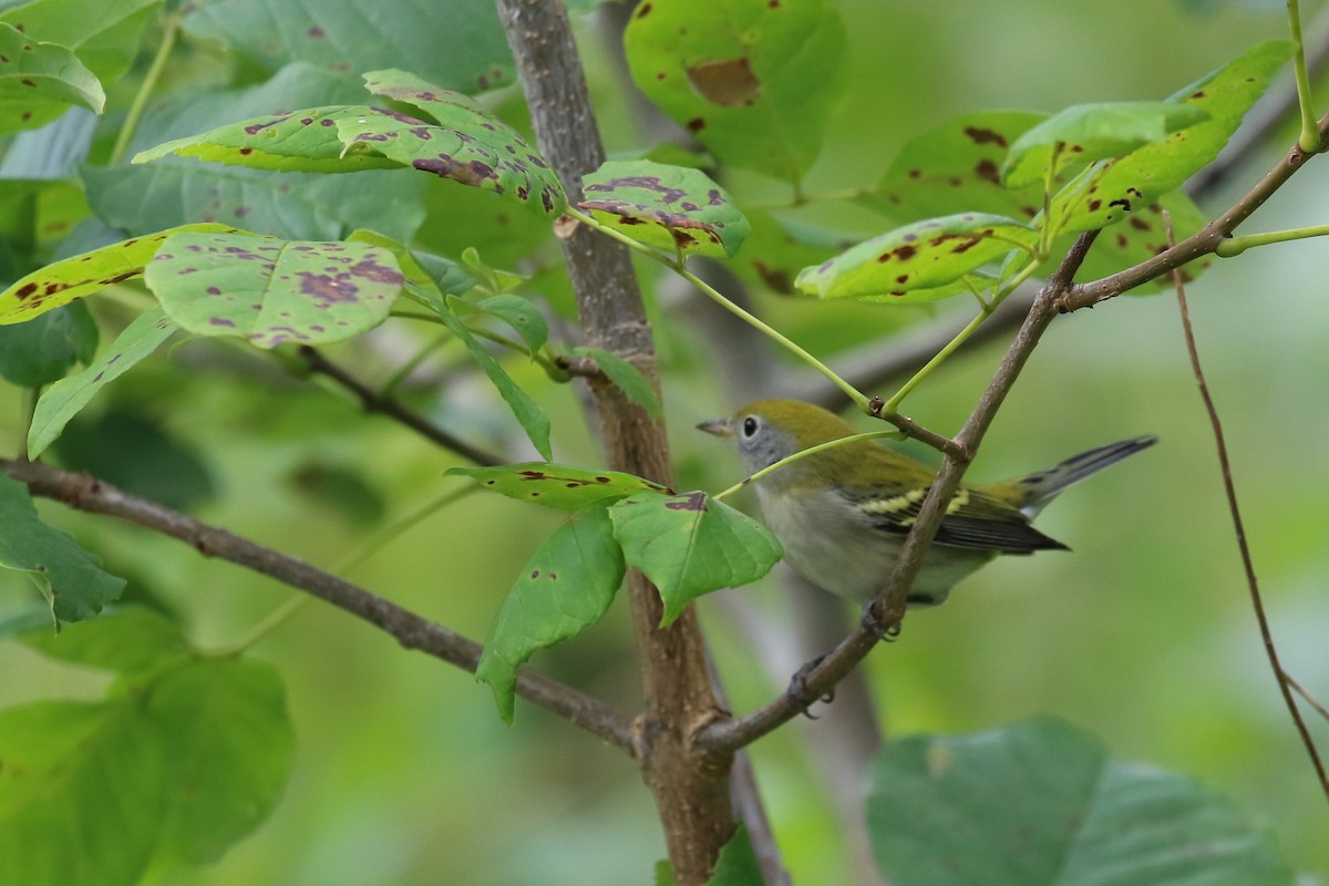 Chestnut-sided Warbler - Myriam Berube