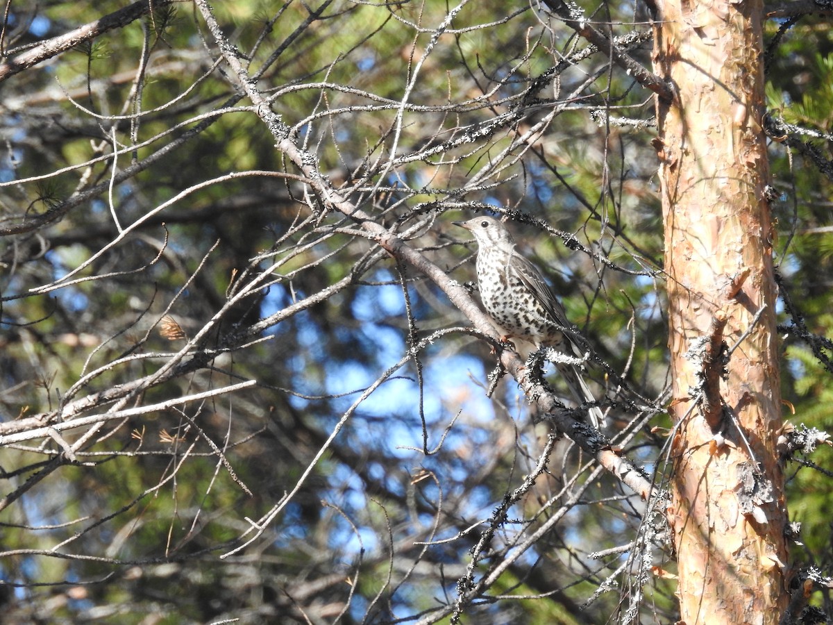 Mistle Thrush - Ashwin Viswanathan