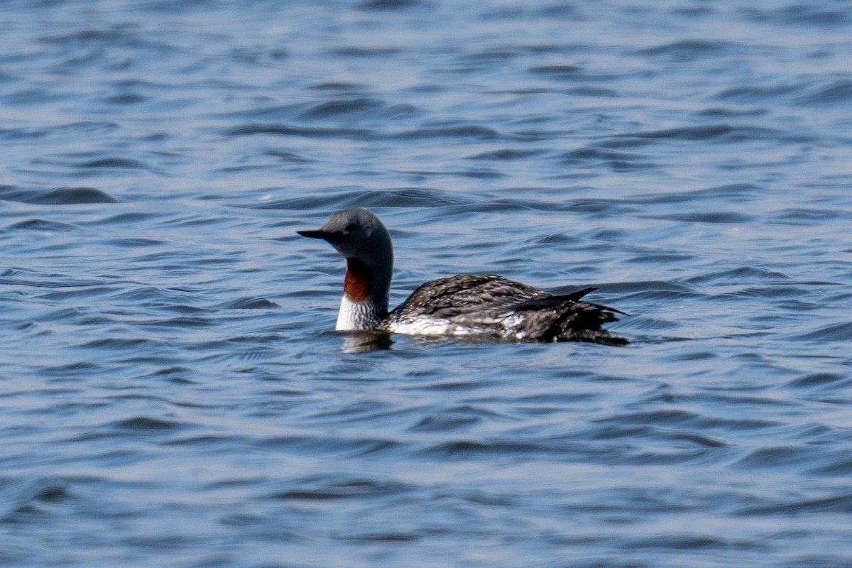 Red-throated Loon - ML606703611