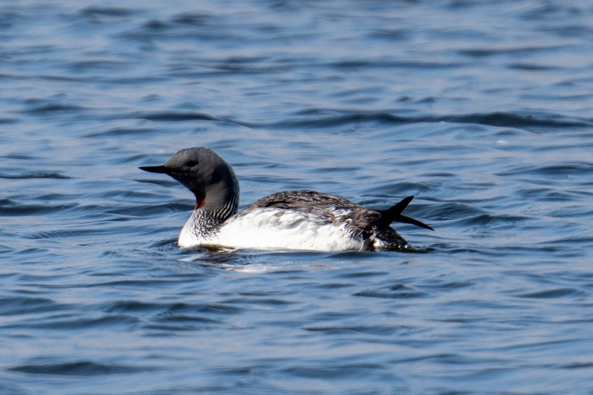 Red-throated Loon - Yaodi F