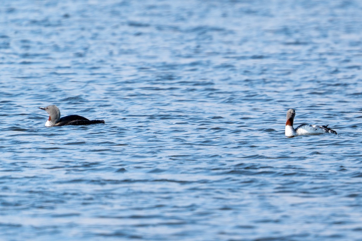 Red-throated Loon - ML606703661