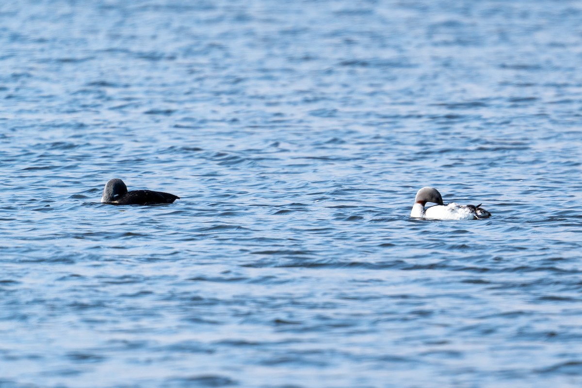 Red-throated Loon - ML606703671