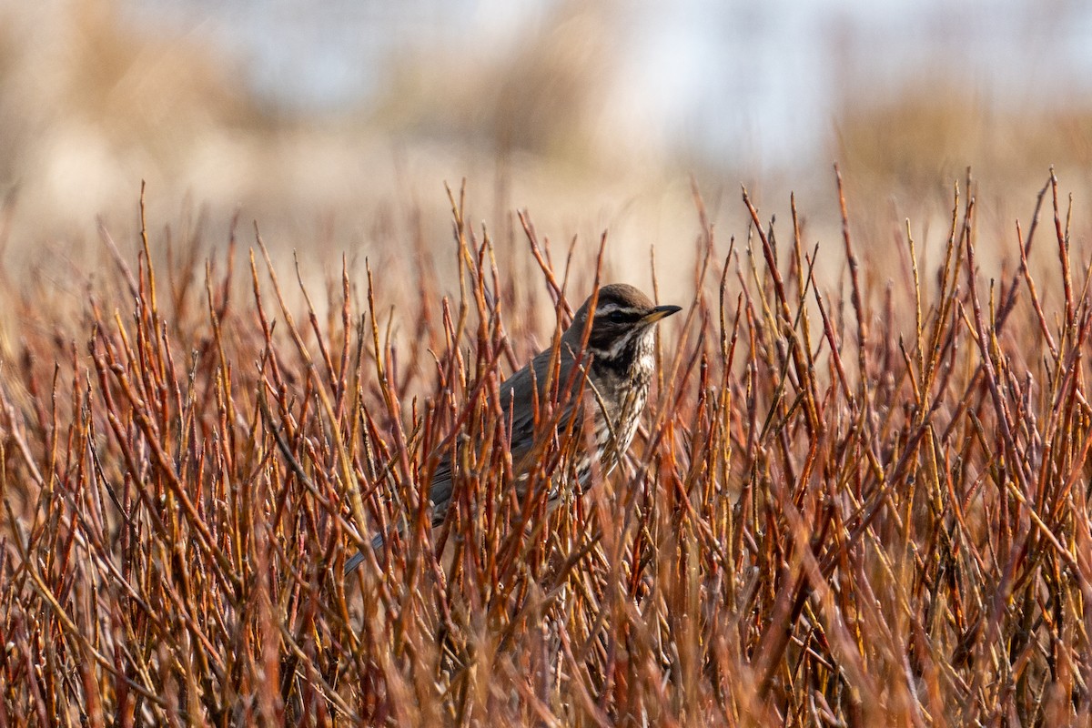 Redwing - Yaodi F