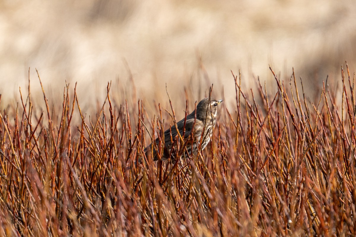 Redwing - ML606703721