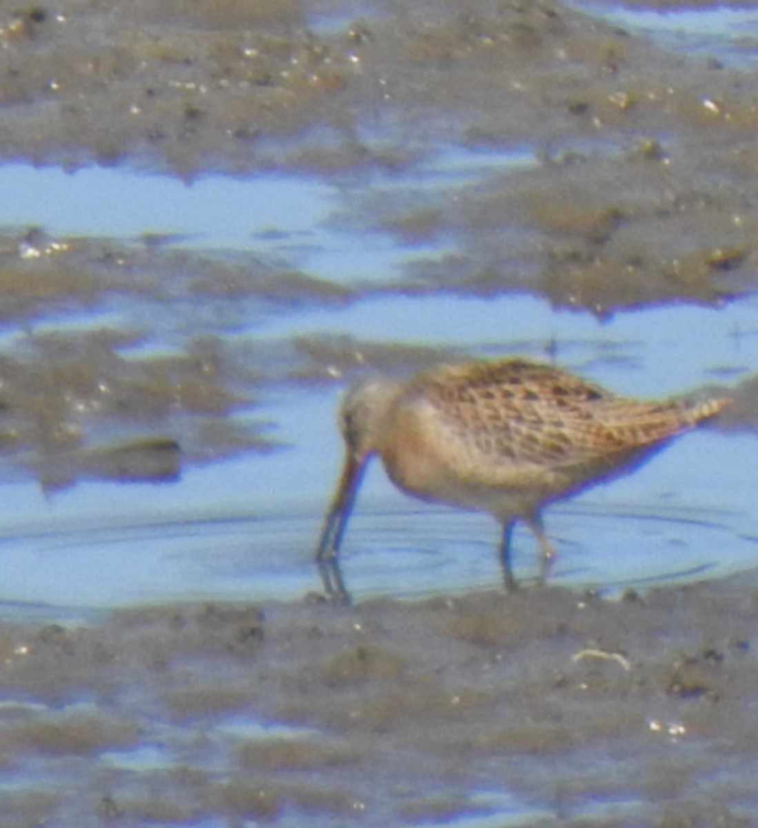 Short-billed Dowitcher - Don Clark