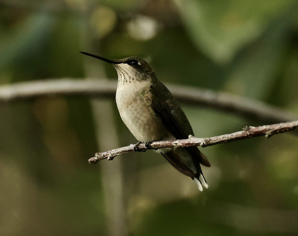 Ruby-throated Hummingbird - Dave Benes