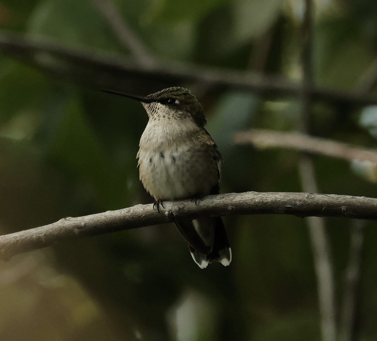 Ruby-throated Hummingbird - Dave Benes