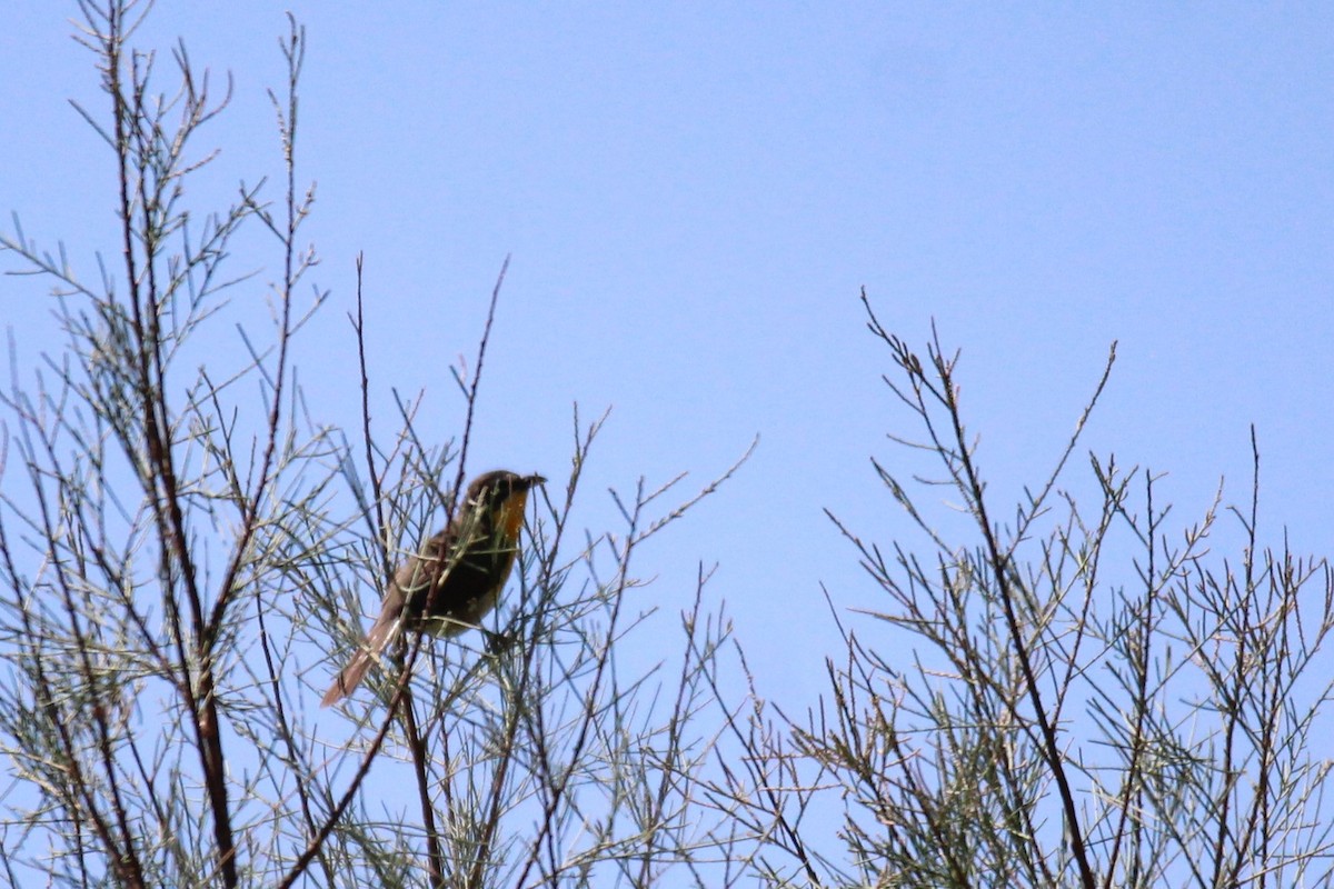 Yellow-breasted Chat - ML60670391