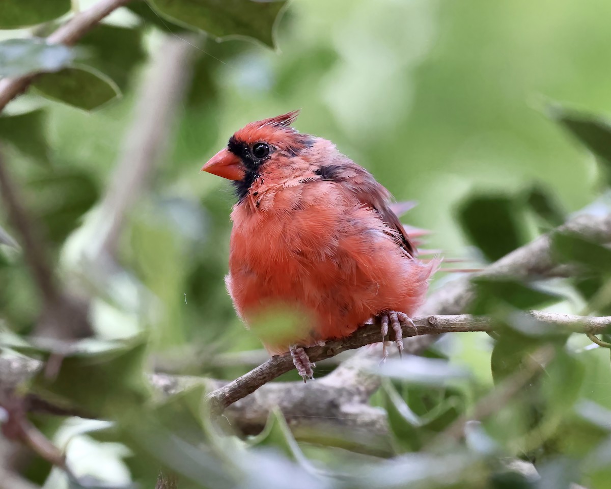 Northern Cardinal - ML606704081