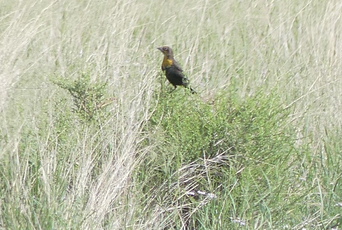 Yellow-headed Blackbird - ML606704251