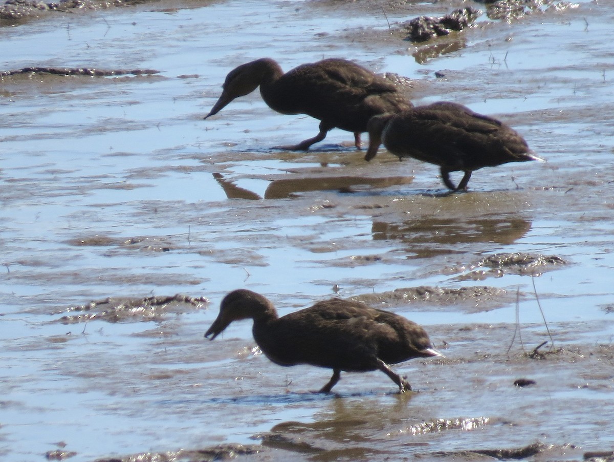 American Black Duck - ML606704541